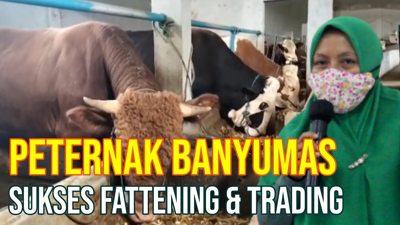
                                 Sukses-Bisnis-Trading-Sapi-Dengan-Fattening